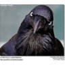 Balkan Crow