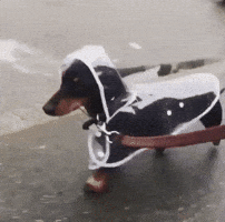 Puppy Raincoat GIF