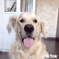 Golden Retriever Dogs GIF by TikTok